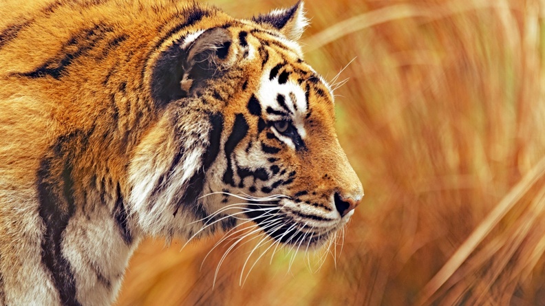 Bengal tiger predator macro-Animal Photos HD Wallpaper Wallpaper 2560x1600[10wallpaper.com]